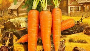 🥕Морковь в России: Исторический путь овоща и народные традиции земледелия
