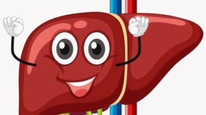 Печень желчный пузырь восстановление печени гепатоз нажбп диффузные изменения печени