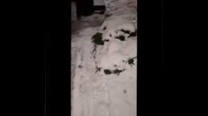 1000043011.mp4 (Собака наблюдает за лайфхаками при строительстве дома А-фрейм)