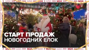В Москве стартовала официальная продажа новогодних елок - Москва 24