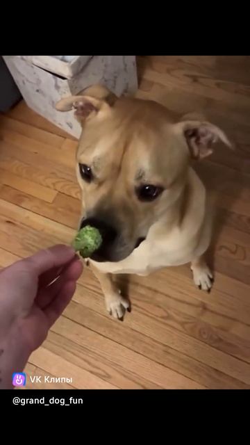 Приколы с животными