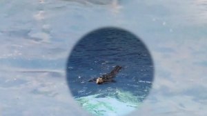 Сочи. Дельфинарий.