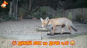 Дикий Лис как дачный питомец кушает по ночам ч.17  🦊❣️😂