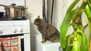 ОДИН ДЕНЬ ИЗ ЖИЗНИ В ДЕРЕВНЕ. КУПИЛИ БЮДЖЕТНУЮ СТИРАЛЬНУЮ МАШИНУ. СВОИМИ РУКАМИ ИГРУШКИ НА ЁЛКУ🎄