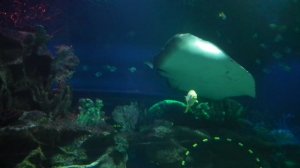 Океанариум в Петербурге