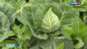 ВЕСТИ КРЫМ: выпуск 20.12.2025 20:50