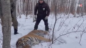 Раненый тигр держал в страхе жителей посёлка в Хабаровском крае