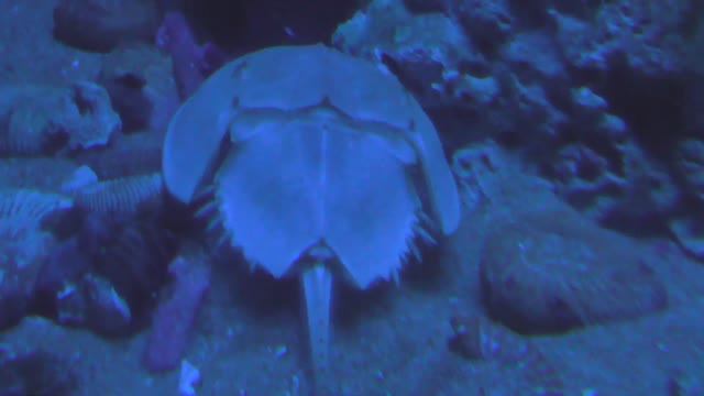 Мечехвост в океанариуме 2013 год. (Xiphosura)