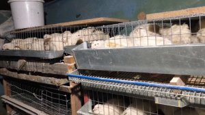 НАШИ ПЕРЕПЕЛКИ!. Петя готовит!. СЫР почти готов.