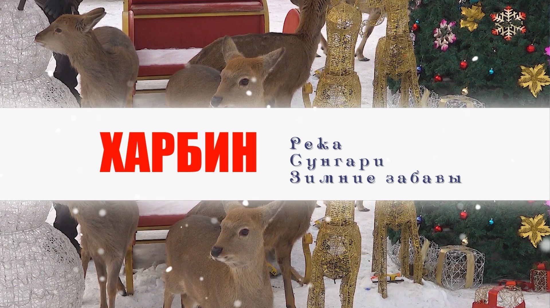 Каникулы в ХАРБИНЕ -  зимние забавы на реке Сунгари.