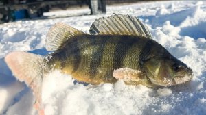 Рыбалка на озере Орон 29.11.2025-06.12.2025