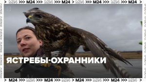 В аэропорту Домодедово работает орнитологическая служба — Москва 24 | Контент
