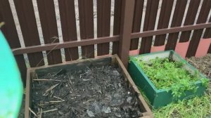 Петрушка на органической грядке растёт в декабре на участке  Лен. обл.