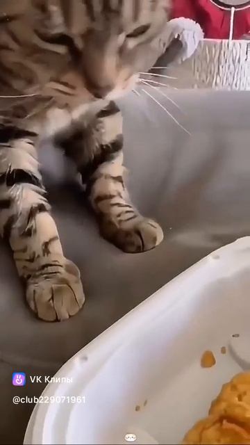 Приколы с животными