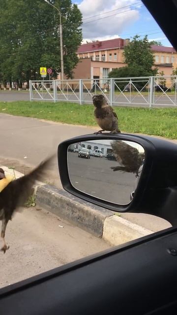 Воробьи клянчат картошку! Новгород #смешно #shorts #животные