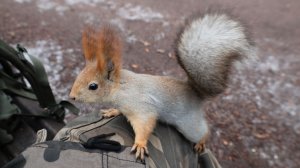 Немного о Балерине