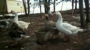 Баня в поместье.