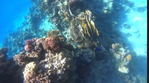 Подводная съёмка в Красном море - 10 день