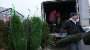 В Москве сегодня начинают работать елочные базары с ассортиментом на любой вкус.