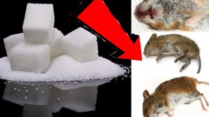 Как избавиться от мышей и крыс навсегда За 3 Секунды.!.!.!..