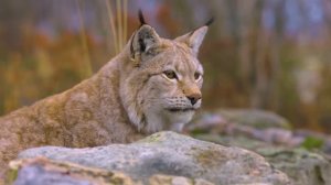 ПРЕКРАСНАЯ РОМАНТИЧЕСКАЯ МУЗЫКА ДЛЯ ДУШИ