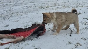 Охотничьи дары