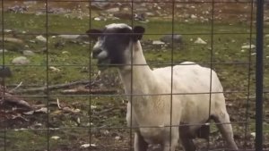 DJ Вовочка - Цигель цигель айлюлю (клип)