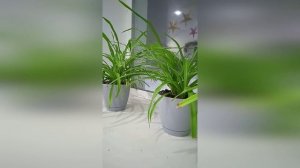 Хлорофитум: польза для дома как очистителя воздуха