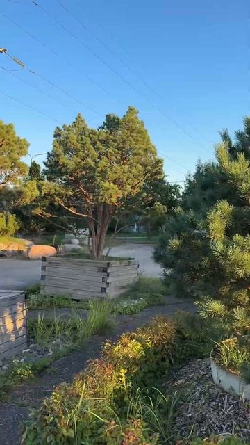 Сосны в садовом центре Горки Парк смотреть онлайн