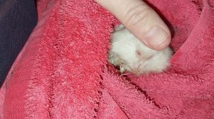 Морская свинка после купания