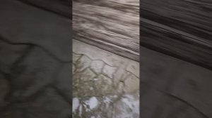 1000042957.mp4 (Собака наблюдает за лайфхаками при строительстве дома А-фрейм)