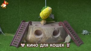 Видео для кошек про крысок развлекать питомцев 🐭🐀😂 (408)