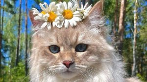 тутор на шимеры бомбочки 🍇🍓🌻