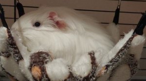 Морская свинка дома / Свинка / Новый дом Морской свинки / домик для грызунов / домик