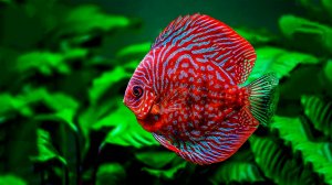 🐠 УСПОКАИВАЮЩАЯ МУЗЫКА ДЛЯ СНА 🎵 РАССЛАБЛЯЮЩАЯ РЕЛАКС МУЗЫКА ДЛЯ ДУШИ 🎵 ДЗЕН МУЗЫКА ДЛЯ МЕДИТАЦИИ