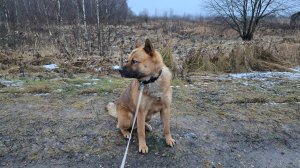 Суперобслуживание, срочная упаковка и прогулка в сумерки