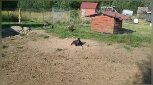 кавер "Джулия".