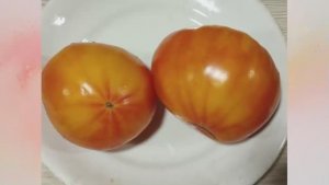 Томаты, устойчивые к болезням и неблагоприятным условиям. г. Киров