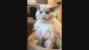 #смешныевидео -493