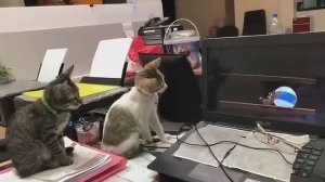 Они даже заглядывают за монитор 😀