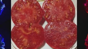 Каталог томатов на 2026 год. Часть 9. г. Киров  т. 89229284031