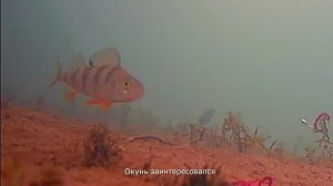 Окунь решил, что тут что-то нечисто