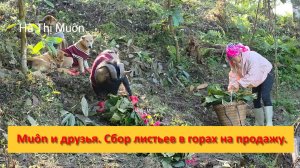 Muôn и друзья из Вьетнама. Сбор листьев в горах на продажу.