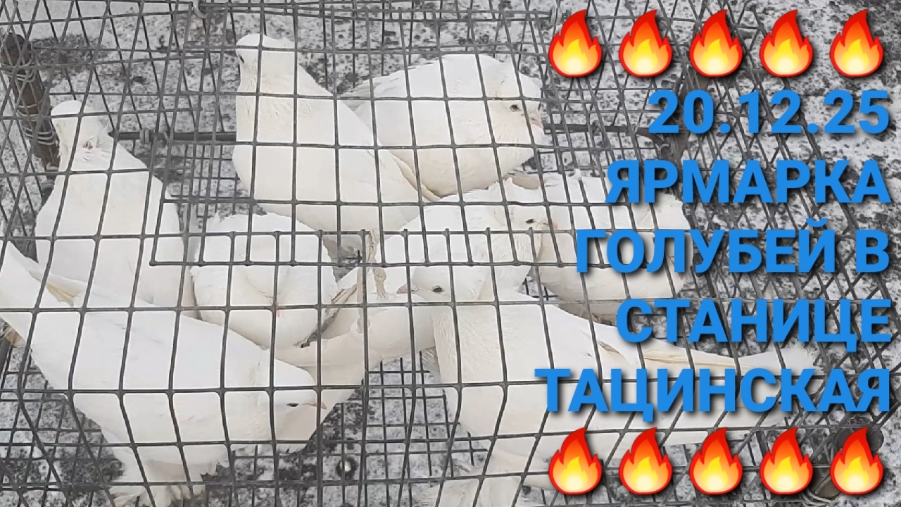 🔥🔥🔥 20.12.25 Ярмарка голубей в станице Тацинская. Птичий рынок. Pigeons Fair. Bird Market. смотреть онлайн