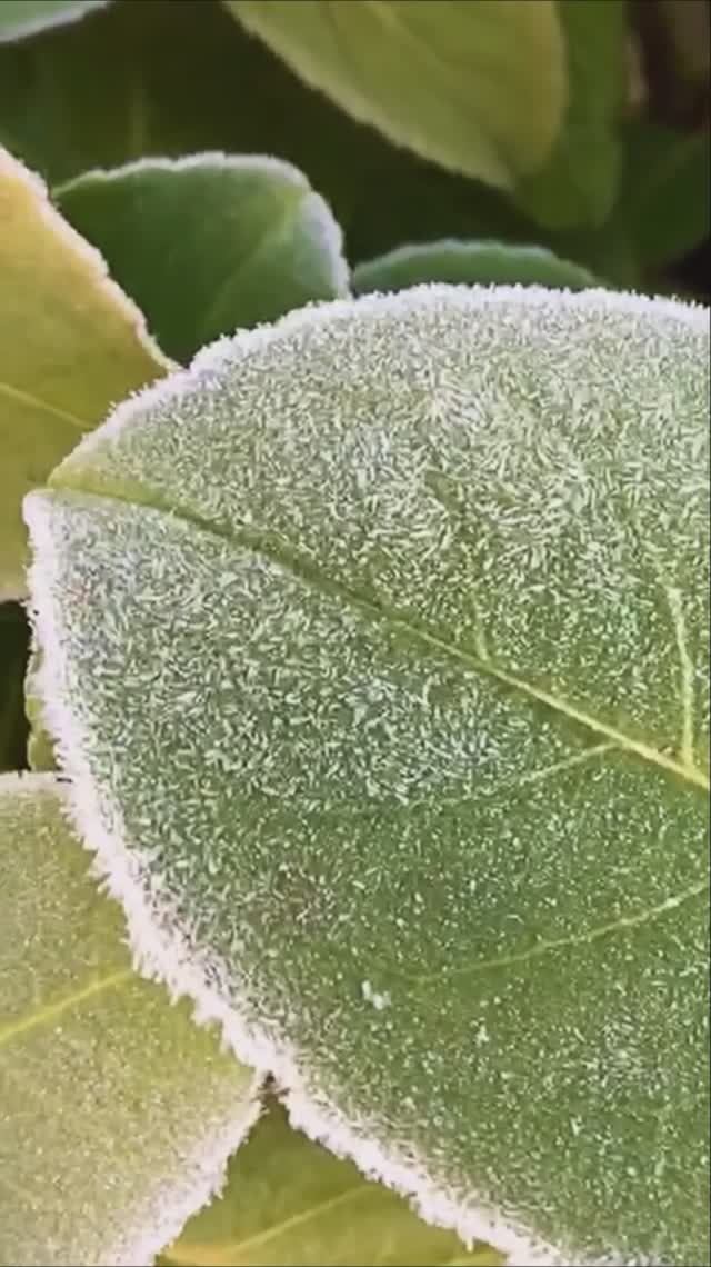 Живой бархат: Когда природа творит искусство смотреть онлайн