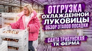 Этапы посадки луковицы тюльпана.