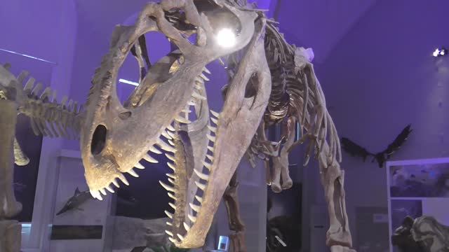 Макет скелета динозавра (Luonnontieteellinen museo) Хельсинки