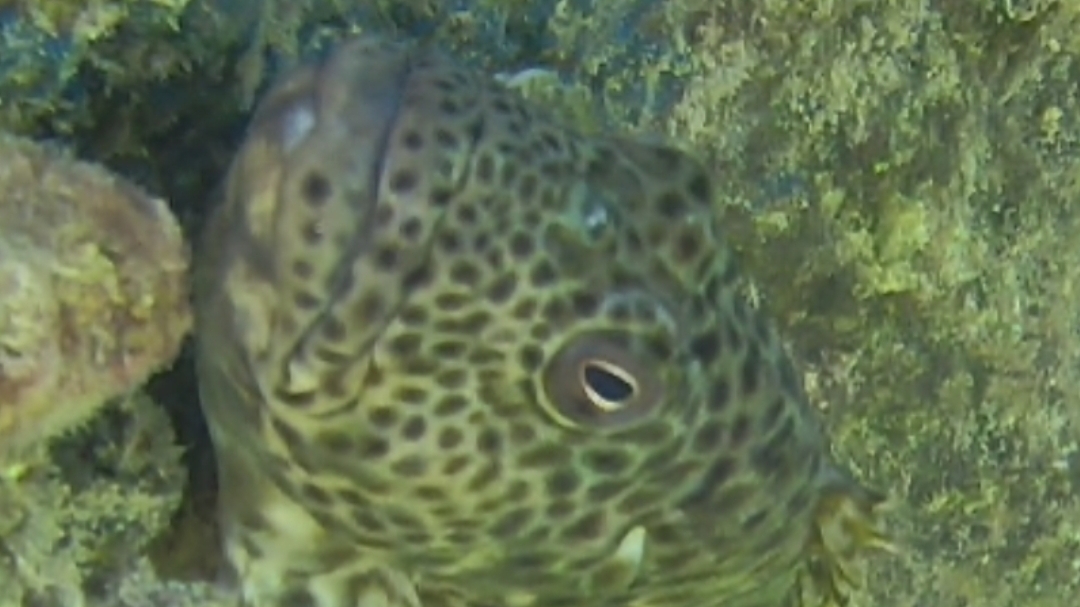 Рыба Камень смотреть онлайн