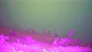 Окунь под водой не реагирует на мотыля #рыбалка