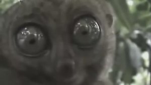 Бежал Сломя Голову. Насвистел такого Рябчика! С Огромными Глазами! Лучше рыбу ловить.